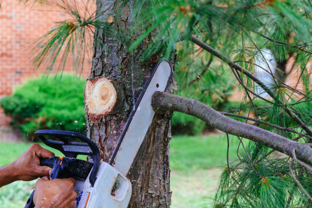 Leaf Removal in Senatobia, MS